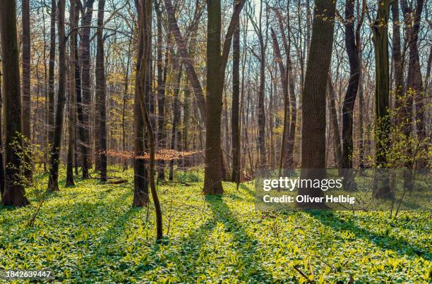typical landscape of the leipzig floodplain forest with forest floor completely covered by bear's garlic plants. - overstromingsgebied stockfoto's en -beelden