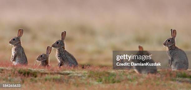 lapin (oryctolagus cuniculus) - lapereau photos et images de collection