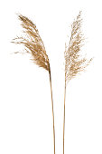Common reeds on white background