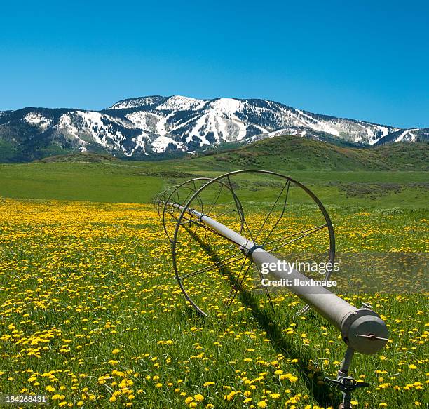 springtime in the rockies - steamboat springs stock pictures, royalty-free photos & images