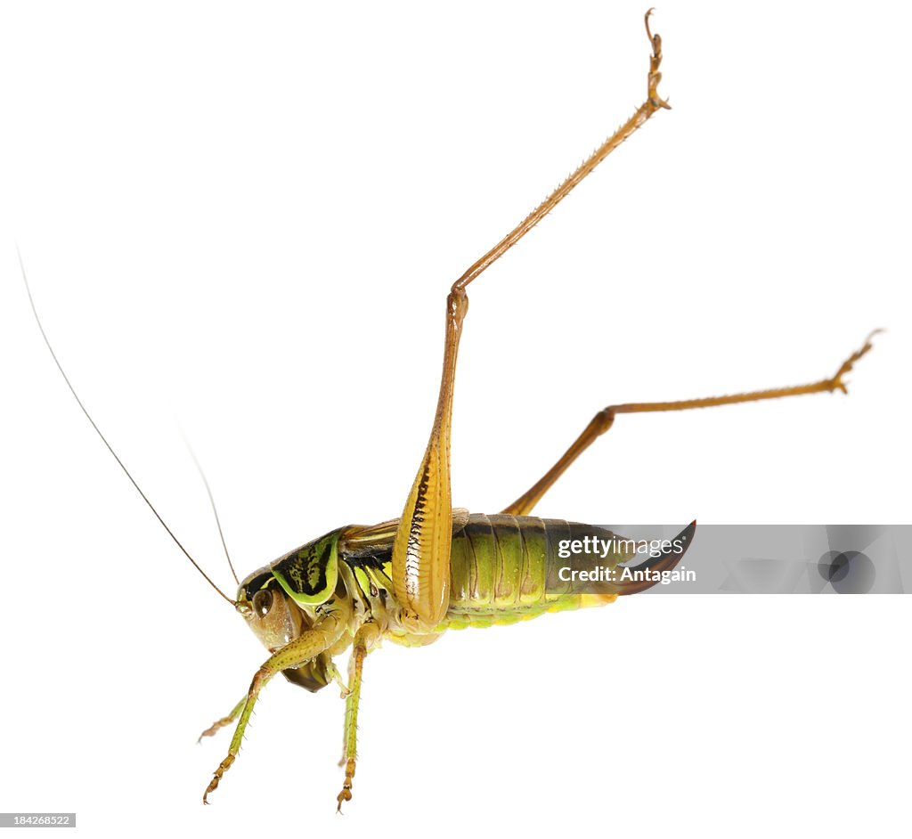 Grasshopper