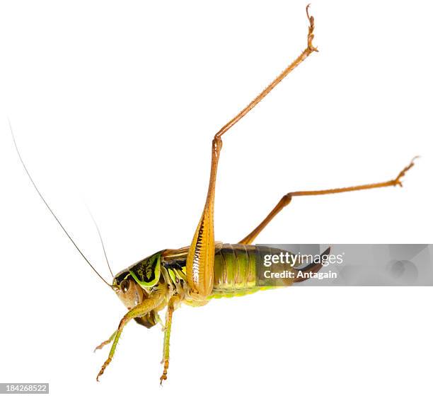 grasshopper - grasshopper jump stock pictures, royalty-free photos & images