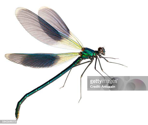- libelle - dragon fly stock-fotos und bilder