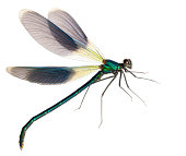 flying dragonfly