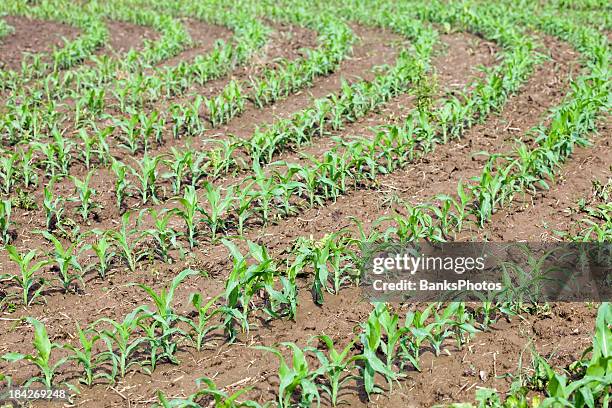 Spring Corn Field Rows Rain Corn Field Photos and Premium High Res Pictures - Getty Images