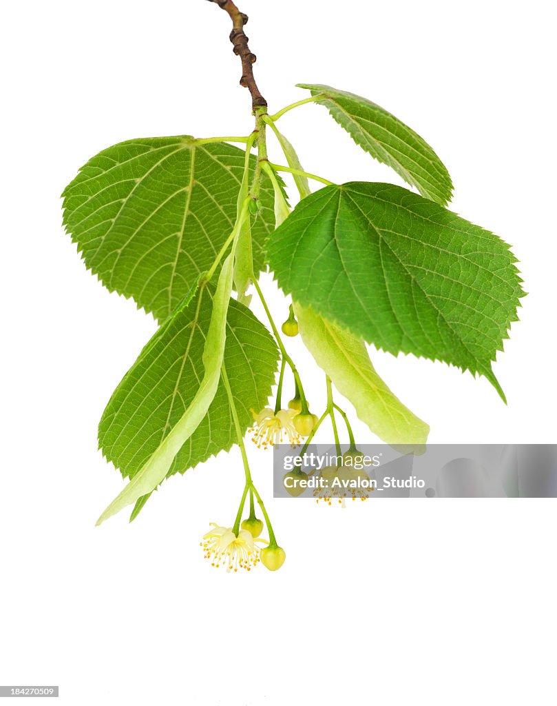 Linden twig and flower