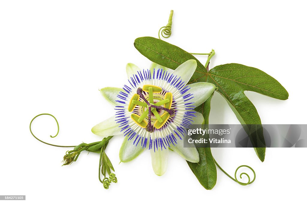 Passion Flower.