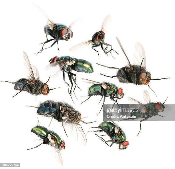 flying flies - house fly stock pictures, royalty-free photos & images
