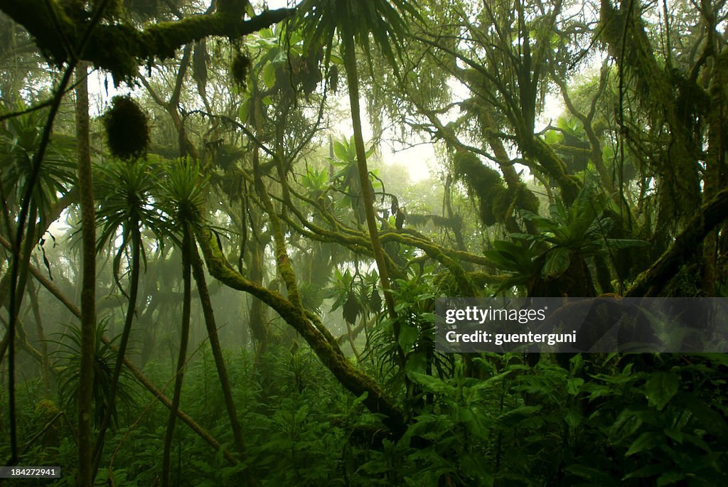 Tropische dichten cloud forest coverd in Nebel und Zentralafrika
