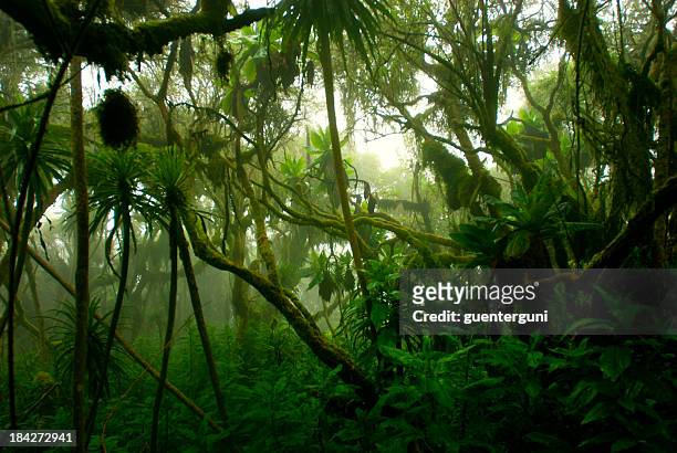 tropical dense cloud forest coverd in fog, central africa - misty forest stockfoto's en -beelden