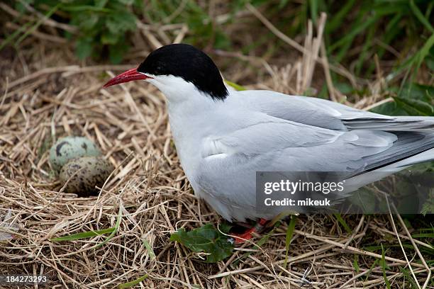 arctic tern bird - tern stock pictures, royalty-free photos & images