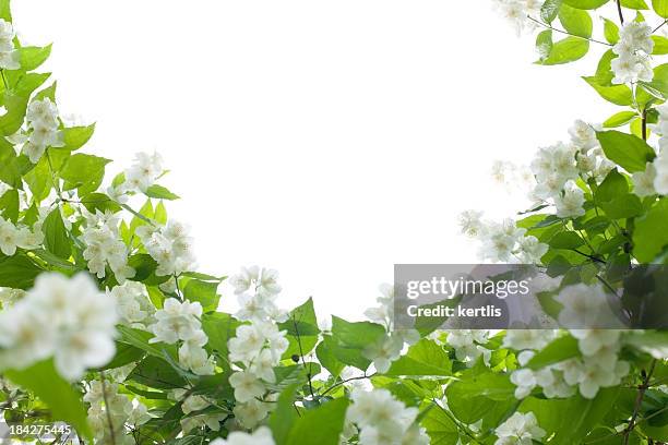 jasmin  - white flowers - jasmin stockfoto's en -beelden