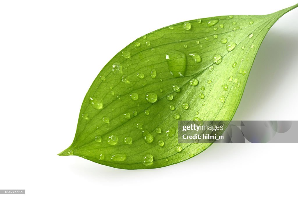 Water Drop on Leaf