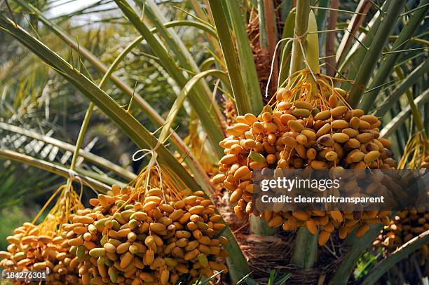 las fechas - date palm tree fotografías e imágenes de stock