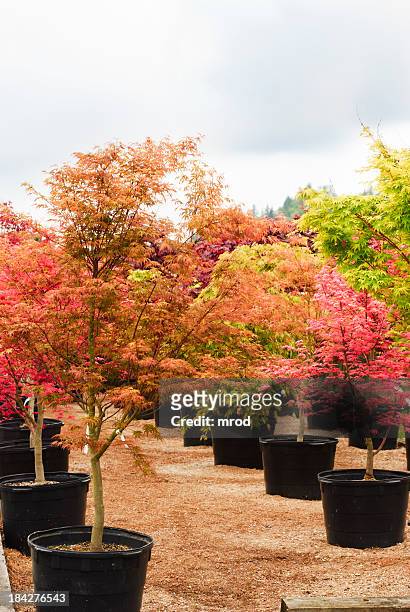 trees in a nursery - japanese maple stockfoto's en -beelden