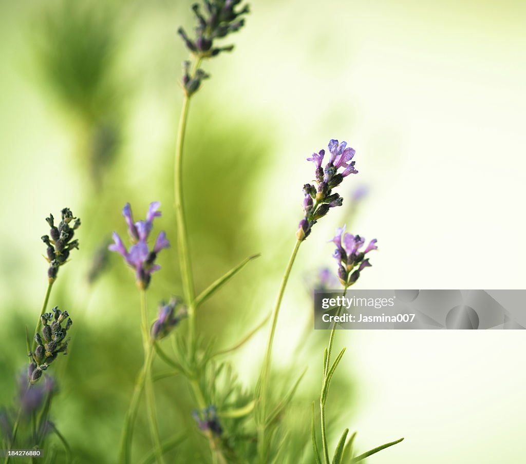 Lavender flowers