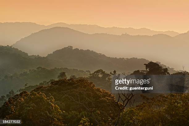 african morning - first daylight in a tropical cloud forest - rwanda 個照片及圖片檔