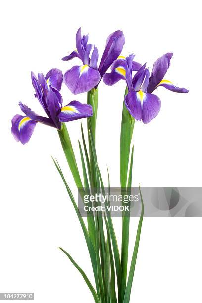 irises. - iris plant stockfoto's en -beelden