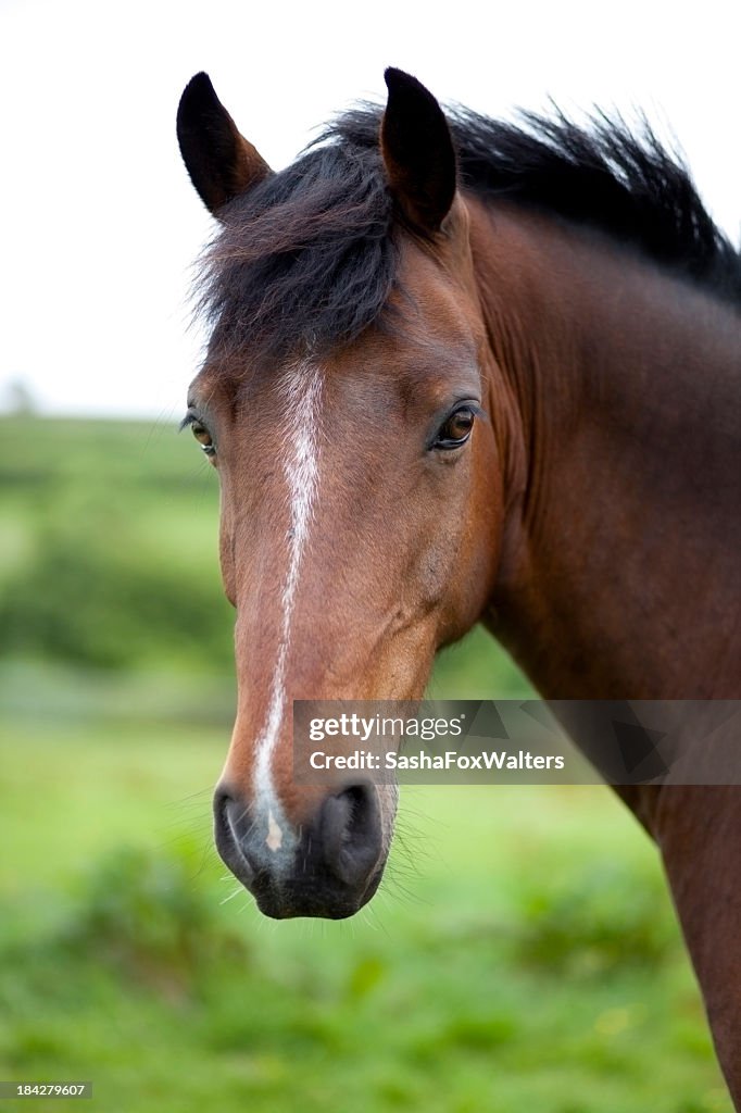 A close-up of a brown horse's face in front of a field