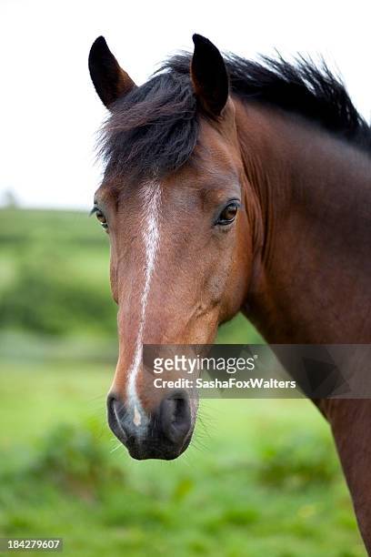 a close-up of a brown horse's face in front of a field - brown horse stock pictures, royalty-free photos & images
