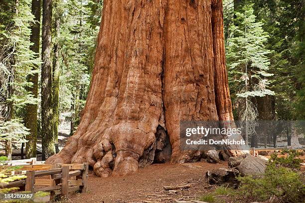 giant sequoia tree - biggest stockfoto's en -beelden