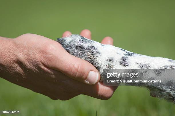 connection between human and pet. - animal hand stock pictures, royalty-free photos & images