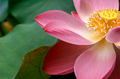 A close up of a Macro Lotus flower