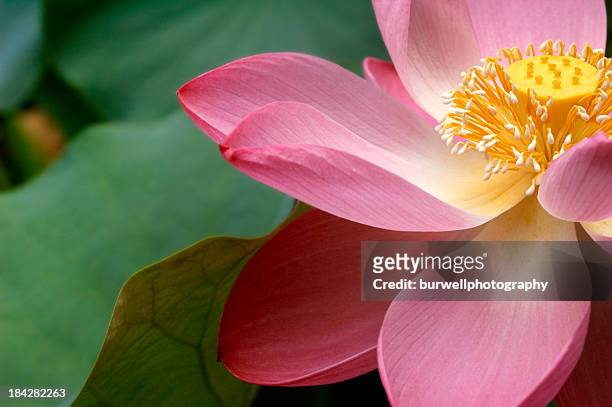 a close up of a macro lotus flower - tropical flower 個照片及圖片檔