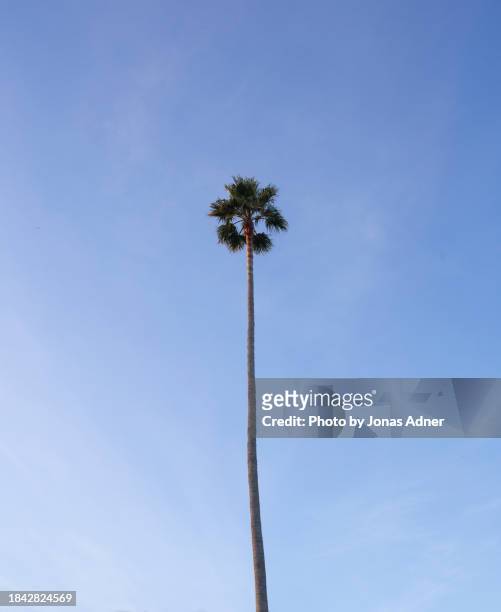 tall and thin - the catalyst santa cruz stock pictures, royalty-free photos & images