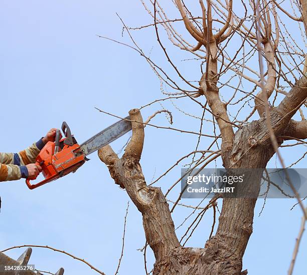 tree pruning saw - chainsaw stock pictures, royalty-free photos & images