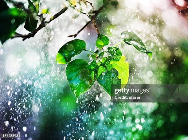 baum, leafs und regnet im sonnenuntergang - regen stock-fotos und bilder