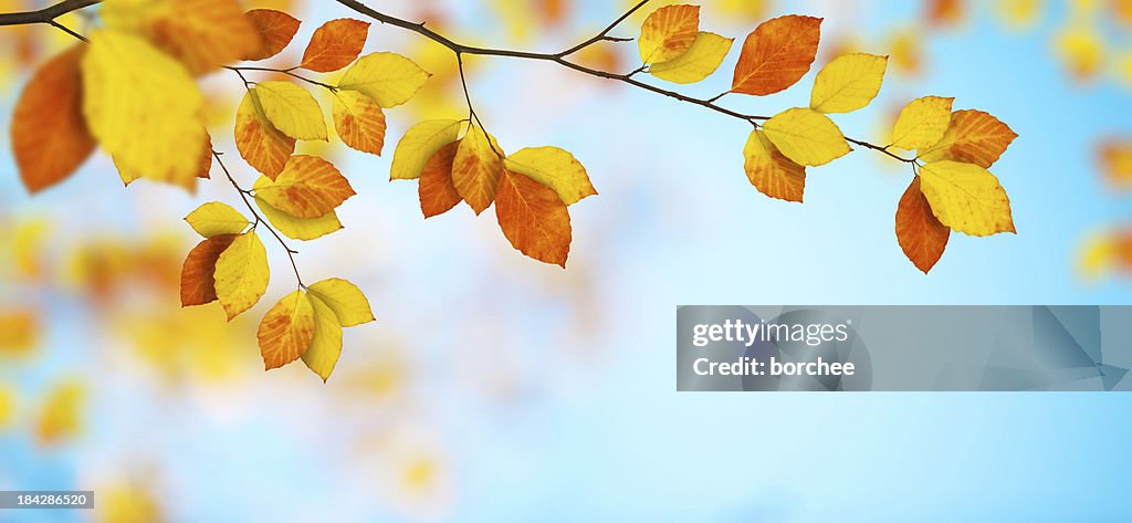 Colorful Autumn Leaves