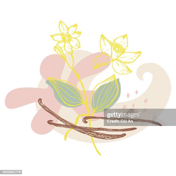 vanilla label template background for text. flower and sticks of vanilla plant vector illustration with pods, fragrant spices. for label,spice packaging, paper,card, banner. hand drawn abstract design - vanilla stock illustrations