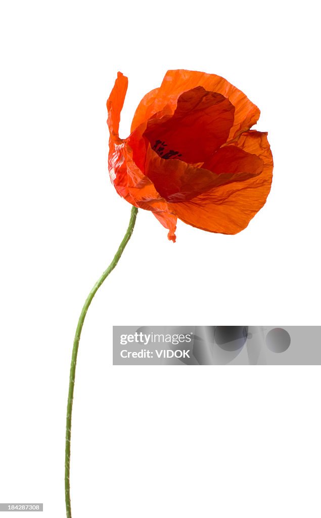 Poppy.