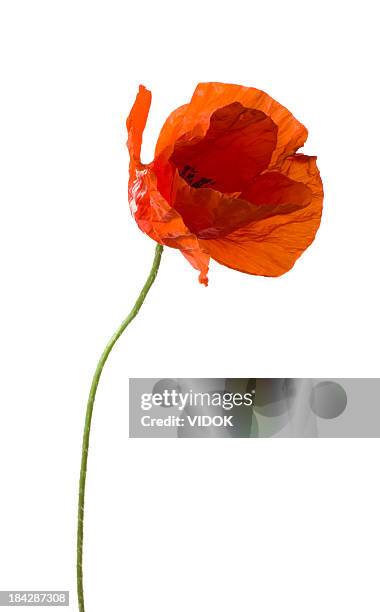 poppy. - wildflowers - fotografias e filmes do acervo