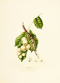 Langsat | Antique Plant Illustrations