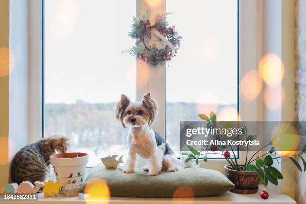 yorkshire terrier on windowsill, snow outside window - dog cat snow foto e immagini stock