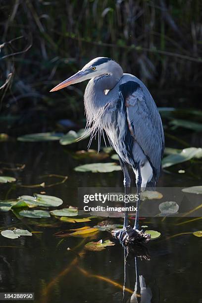 great blue heron in a lily pond - heron stock pictures, royalty-free photos & images