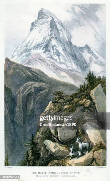 ilustraciones, imágenes clip art, dibujos animados e iconos de stock de matterhorn o mont cervin - cabra montés americana