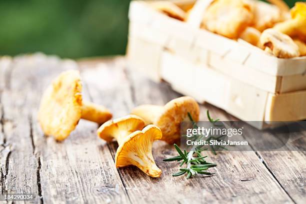 chanterelle and rosemary - cantharellus cibarius stock pictures, royalty-free photos & images