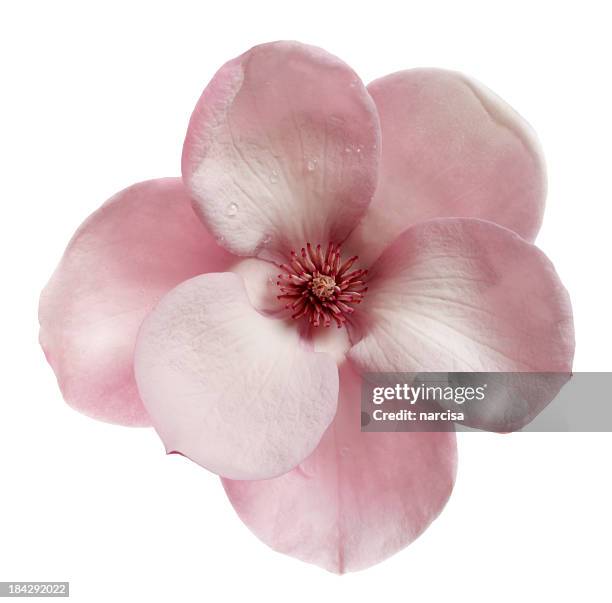 topview of a magnolia  isolated on white - magnolia stellata stockfoto's en -beelden