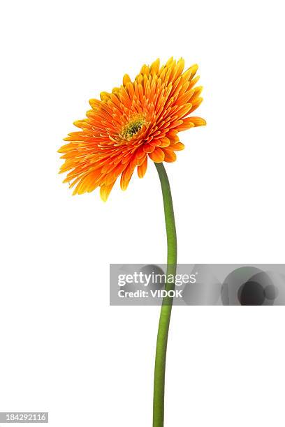 gerbera - orange isolated stockfoto's en -beelden