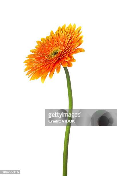 gerbera - plant stem stock pictures, royalty-free photos & images