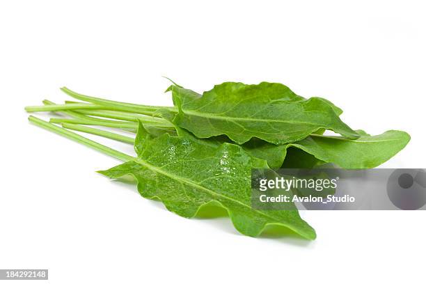 sorrel - sorrel stock pictures, royalty-free photos & images