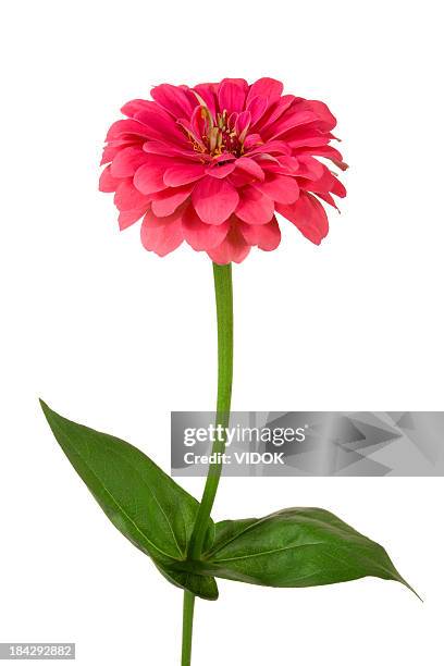 zinnia - zinnia stock pictures, royalty-free photos & images