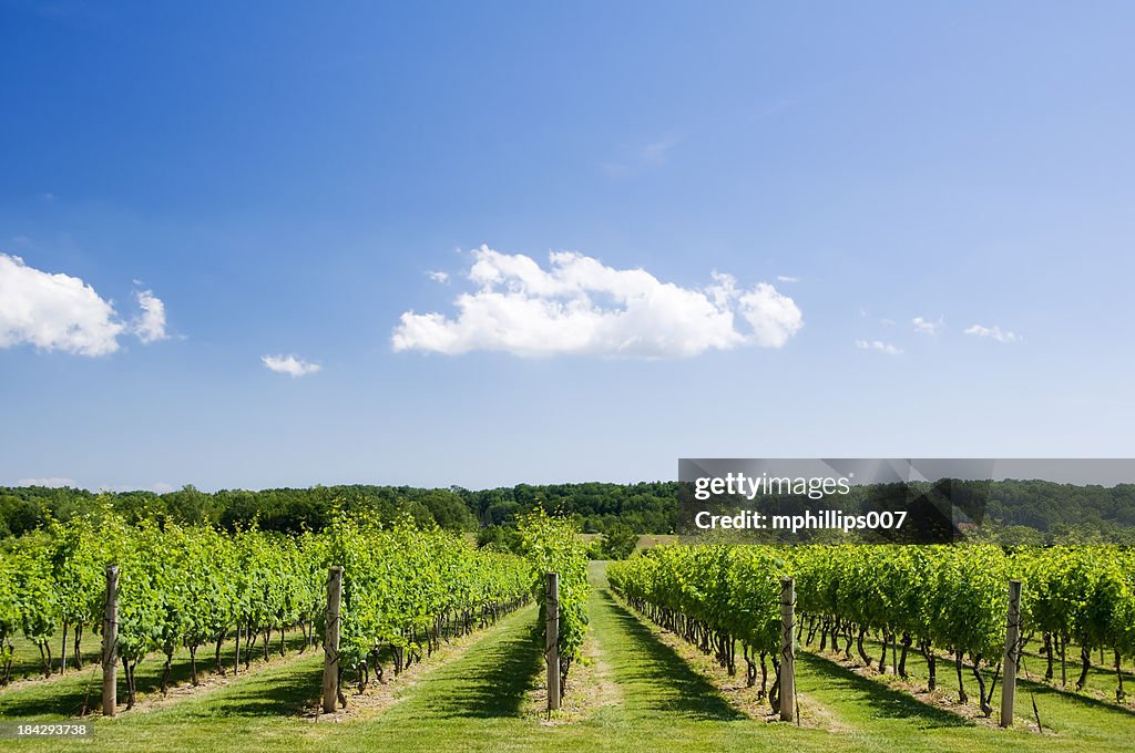 Vineyard