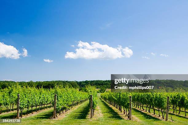 vineyard - grape vine stock pictures, royalty-free photos & images