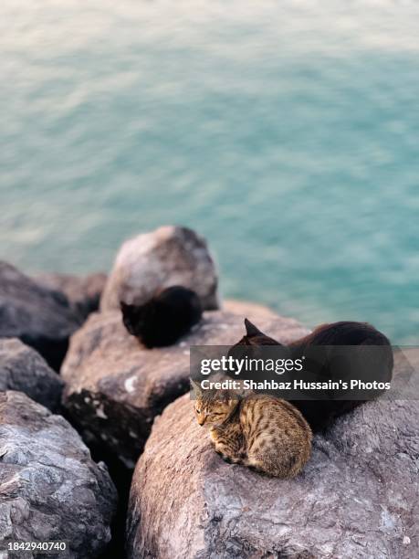 beach cats relaxing on the rock during sunset - olhos castanho claros - fotografias e filmes do acervo