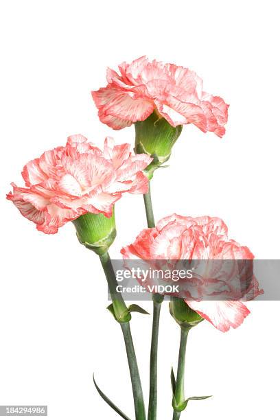 carnations. - flowerbed isolated stock pictures, royalty-free photos & images