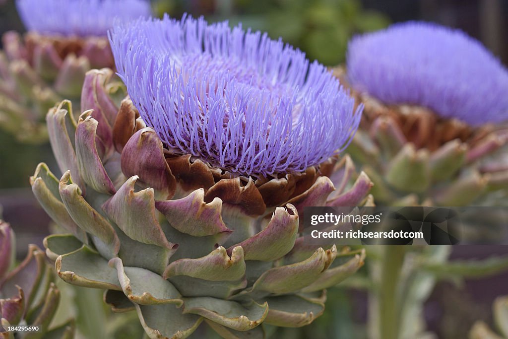 Artichoke Flower